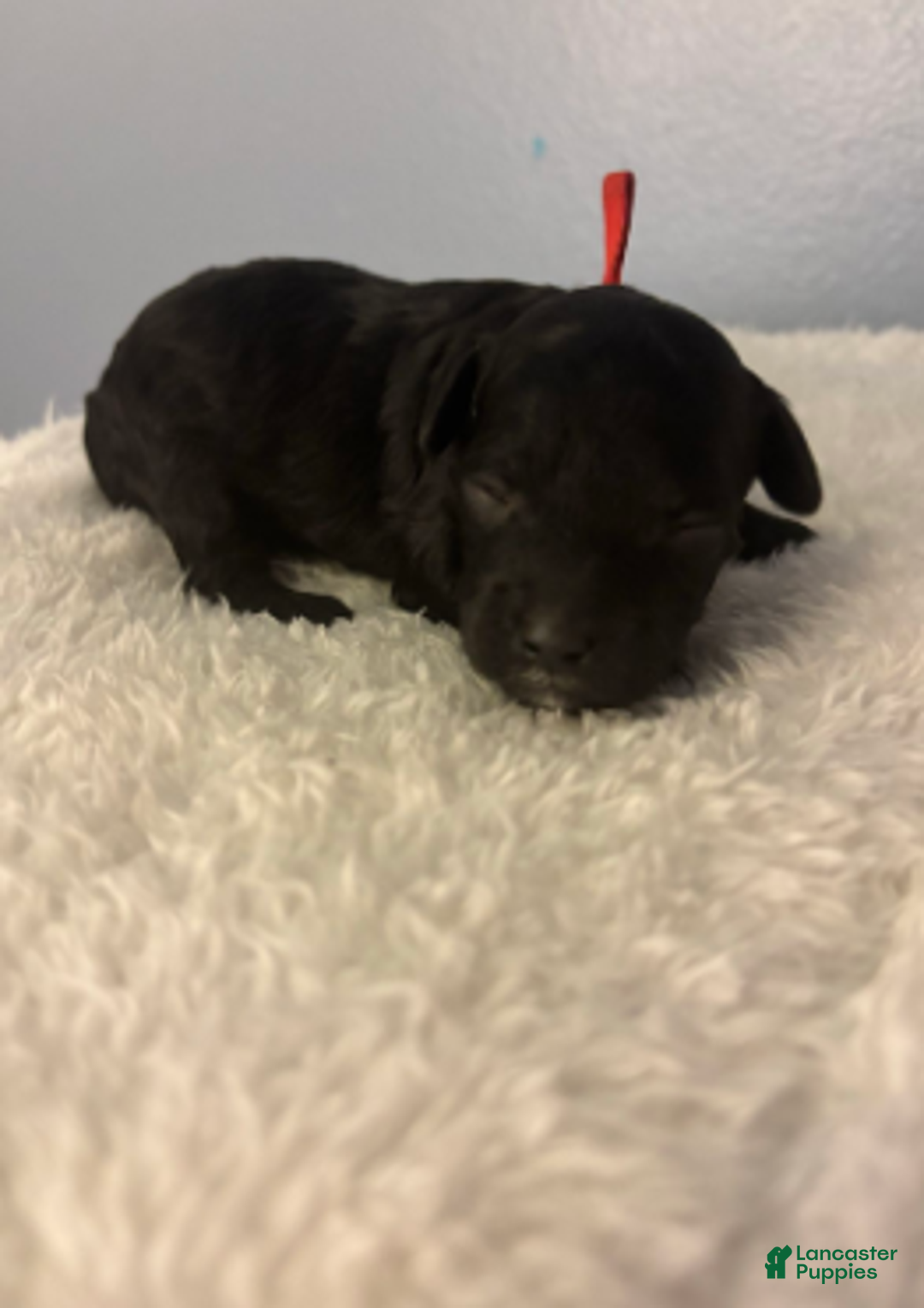 Cavapoo dogs for sale: Holly - Ad 7