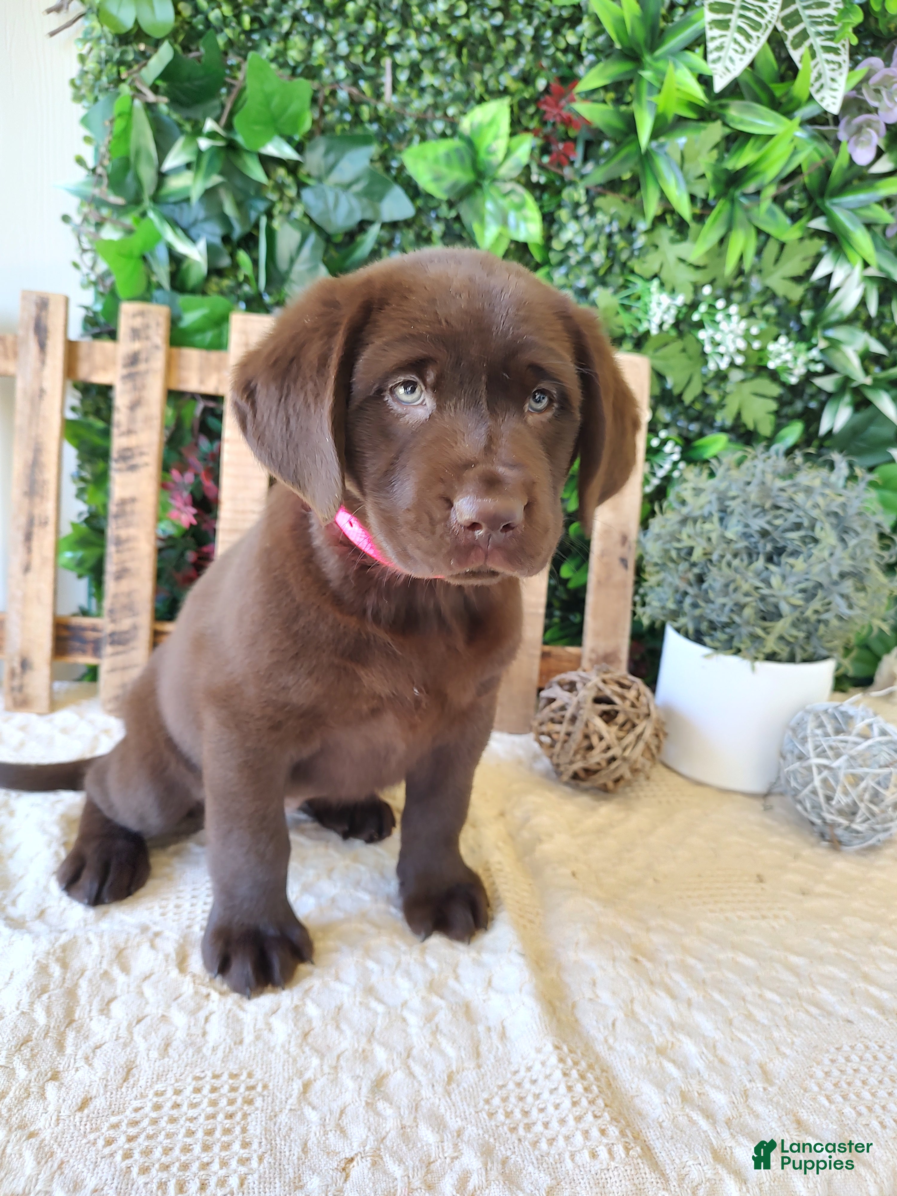 Labrador Retriever dogs Iris - Ad 2