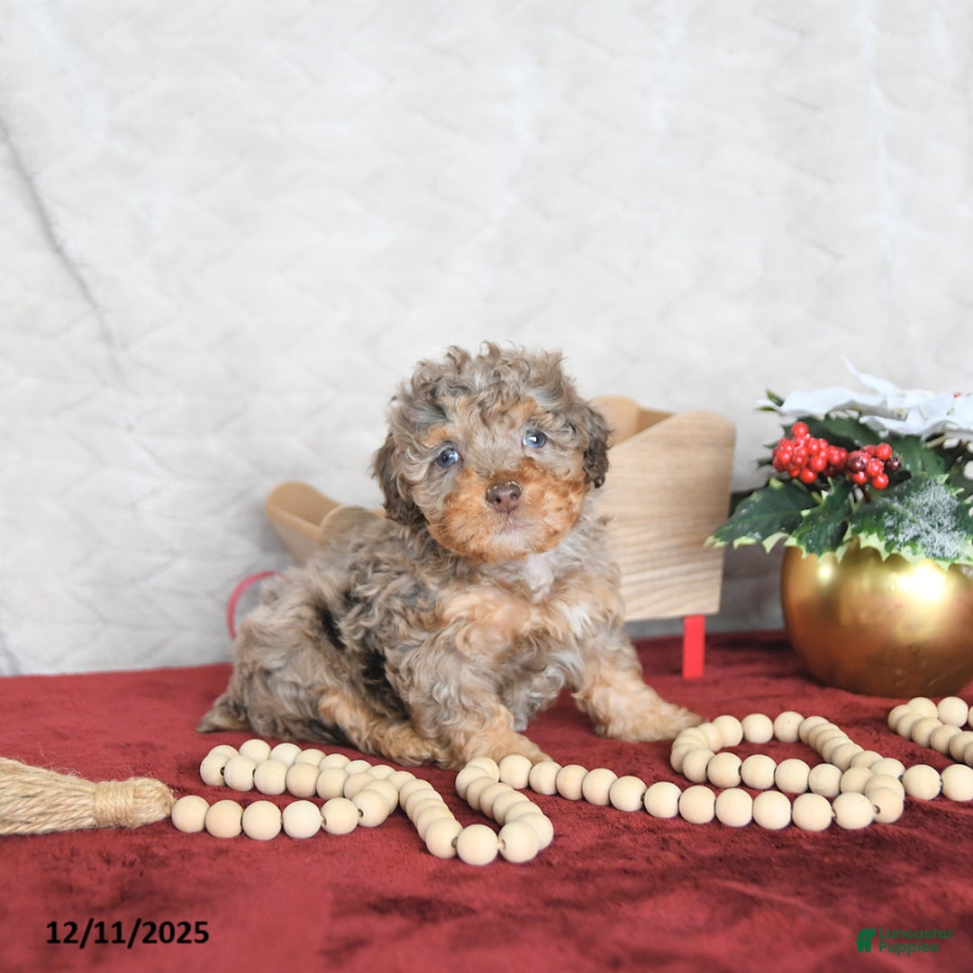 Miniature Poodle dogs for sale: Princess EXTRA SMALL - Ad 5