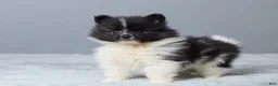 Pomeranian dogs for sale: Tamara - Ad 5