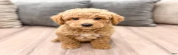Miniature Poodle dogs for sale: Copper - Ad 1
