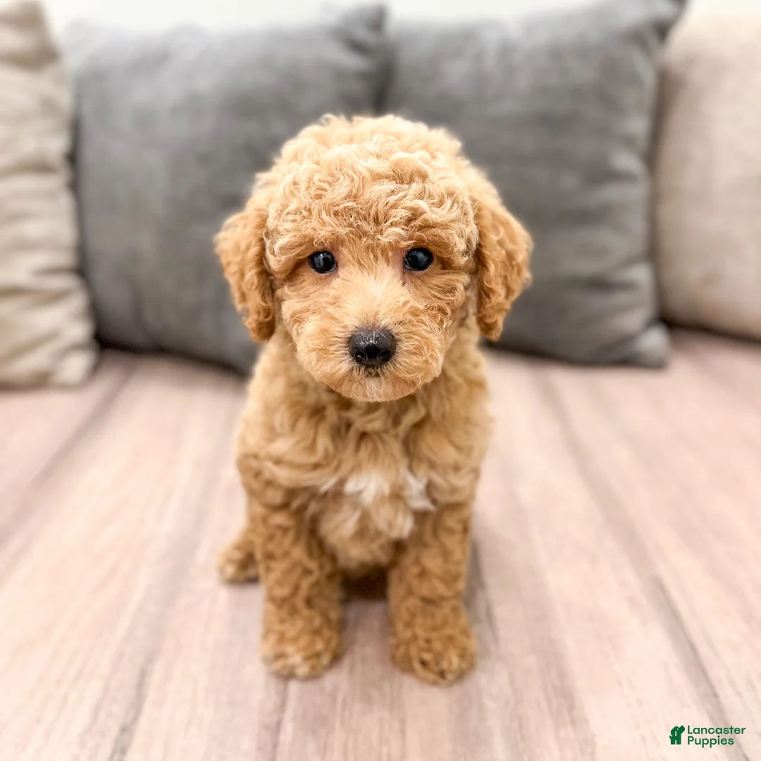 Miniature Poodle dogs for sale: Copper - Ad 1