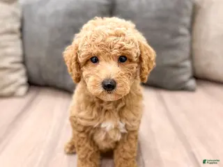 Miniature Poodle dogs for sale: Copper - Ad 2