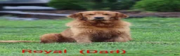 Golden Retriever dogs for sale: Ivy - Ad 4