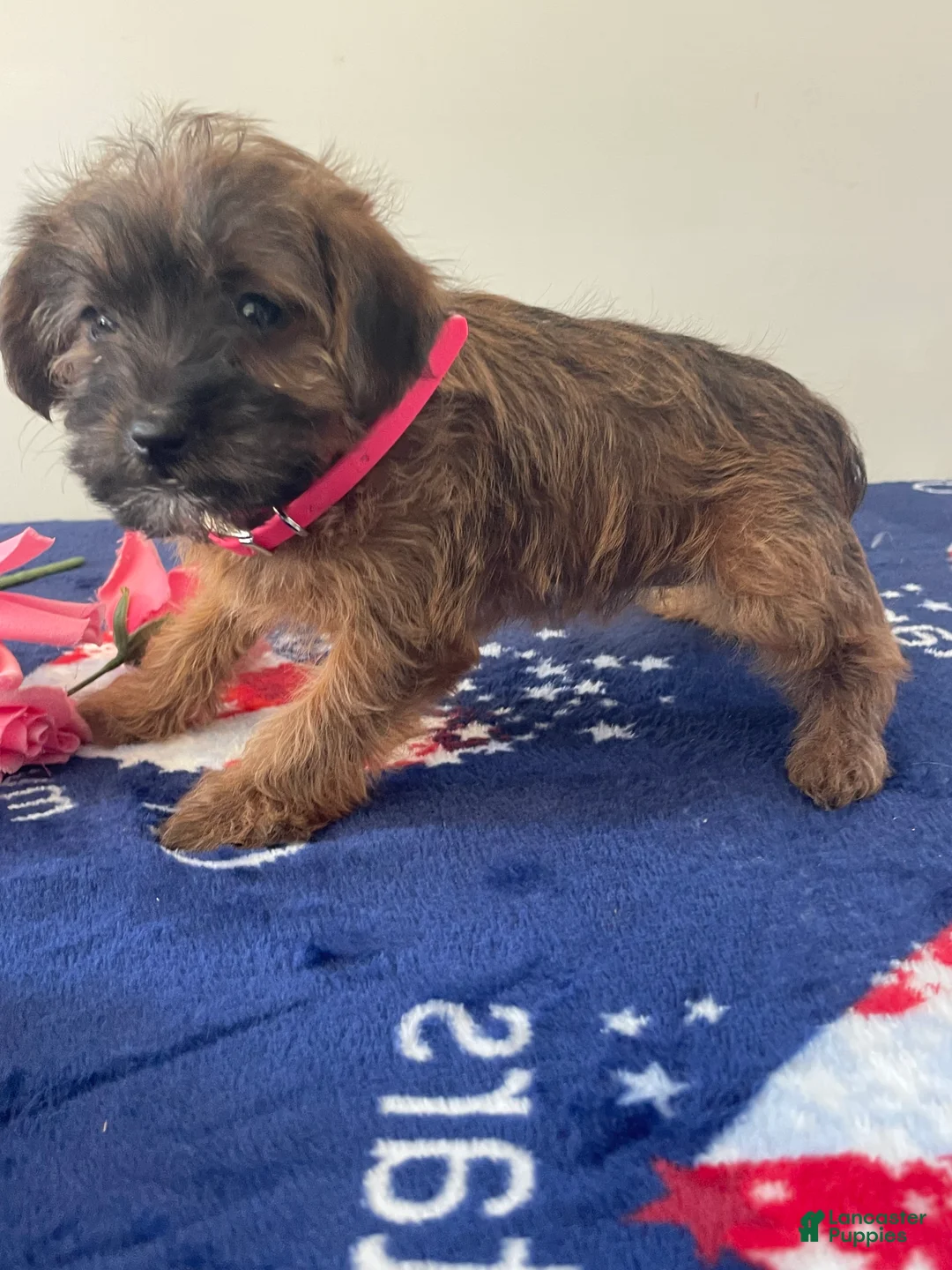 Jackapoo dogs for sale: Jamie - Ad 4