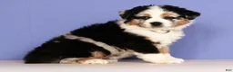 Miniature Australian Shepherd dogs for sale: Bella - Ad 4
