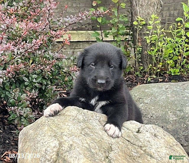 Mixed Breed dogs for sale: Gabe - Ad 2