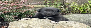 Gabe