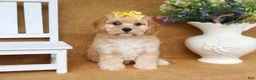 Cavachon dogs for sale: Tessa - Ad 2