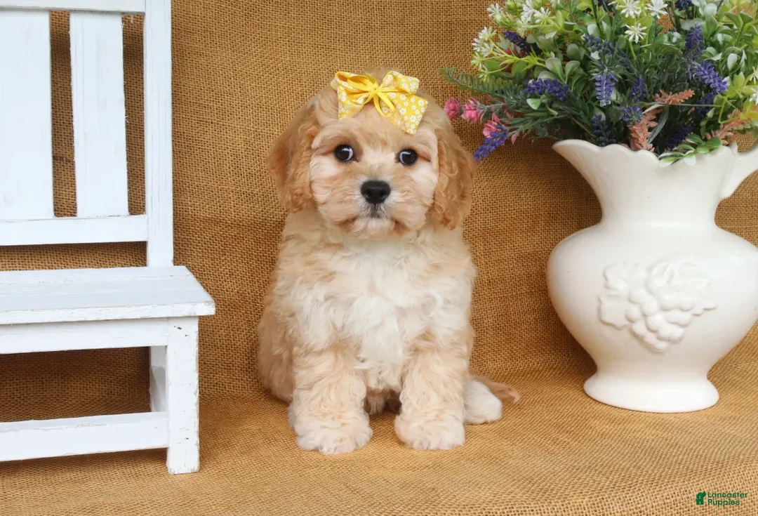 Cavachon dogs for sale: Tessa - Ad 2