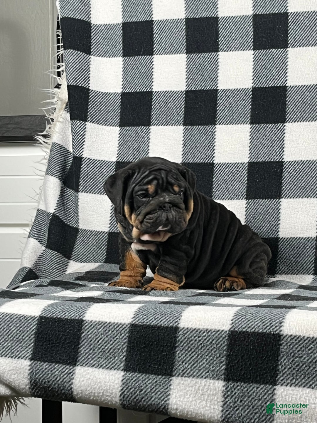 English Bulldog dogs for sale: Bruce - Ad 3