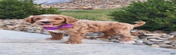 Goldendoodle dogs for sale: Daisy - Ad 12