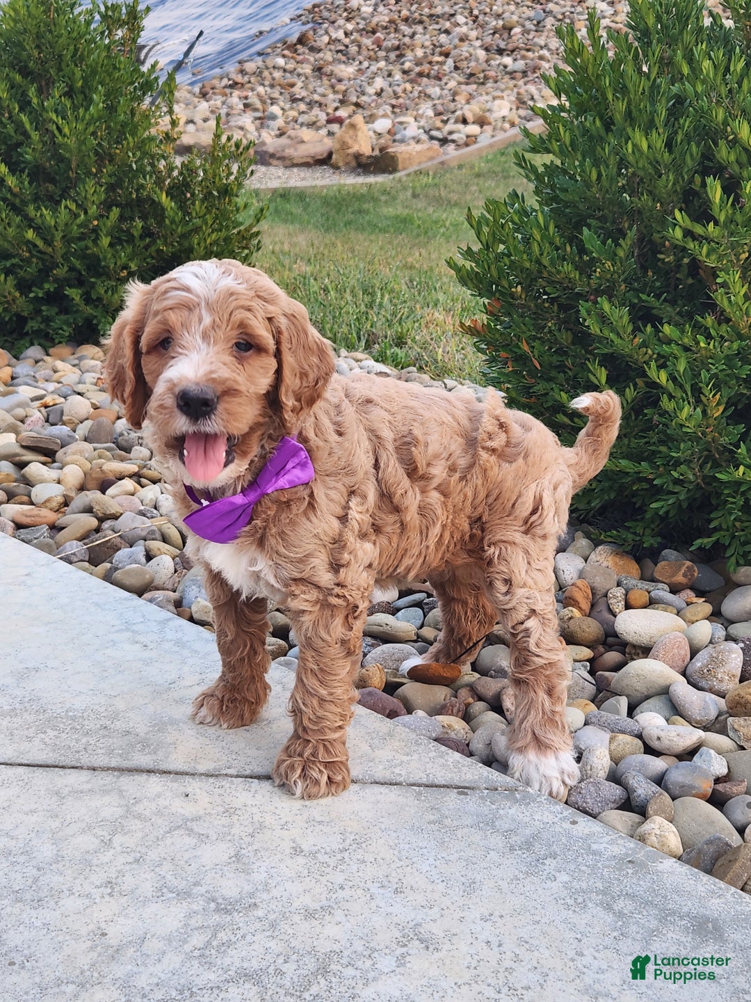 Goldendoodle dogs for sale: Daisy - Ad 12