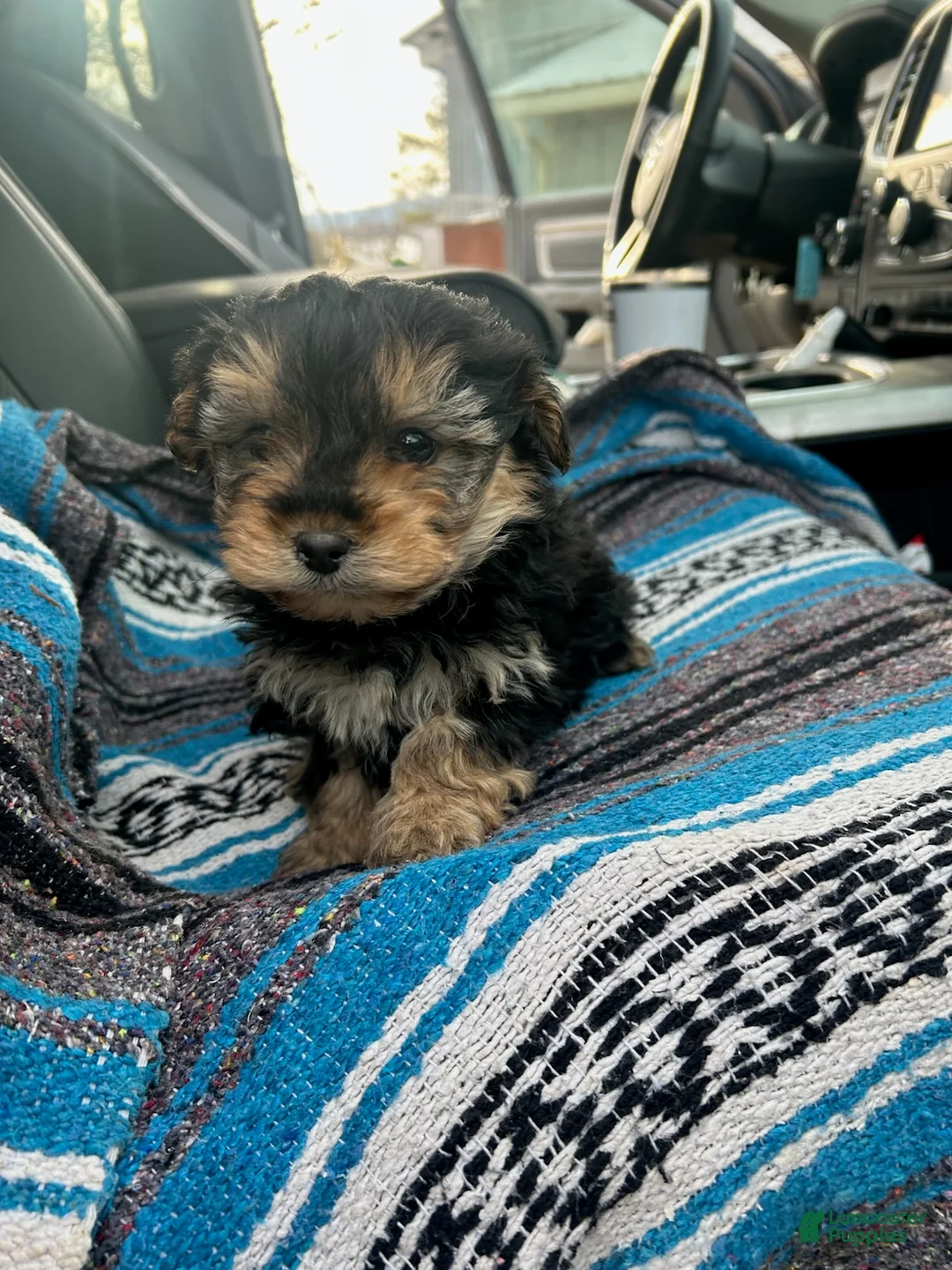 Yorkiepoo dogs for sale: Josh - Ad 1