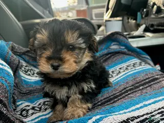 Yorkiepoo dogs Josh - Ad 20