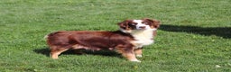 Miniature Australian Shepherd dogs for sale: Ghirardelli - Ad 9