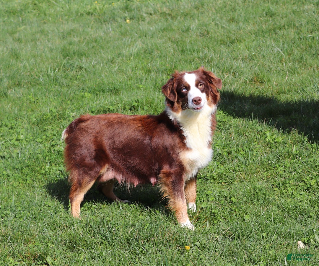Miniature Australian Shepherd dogs for sale: Ghirardelli - Ad 9