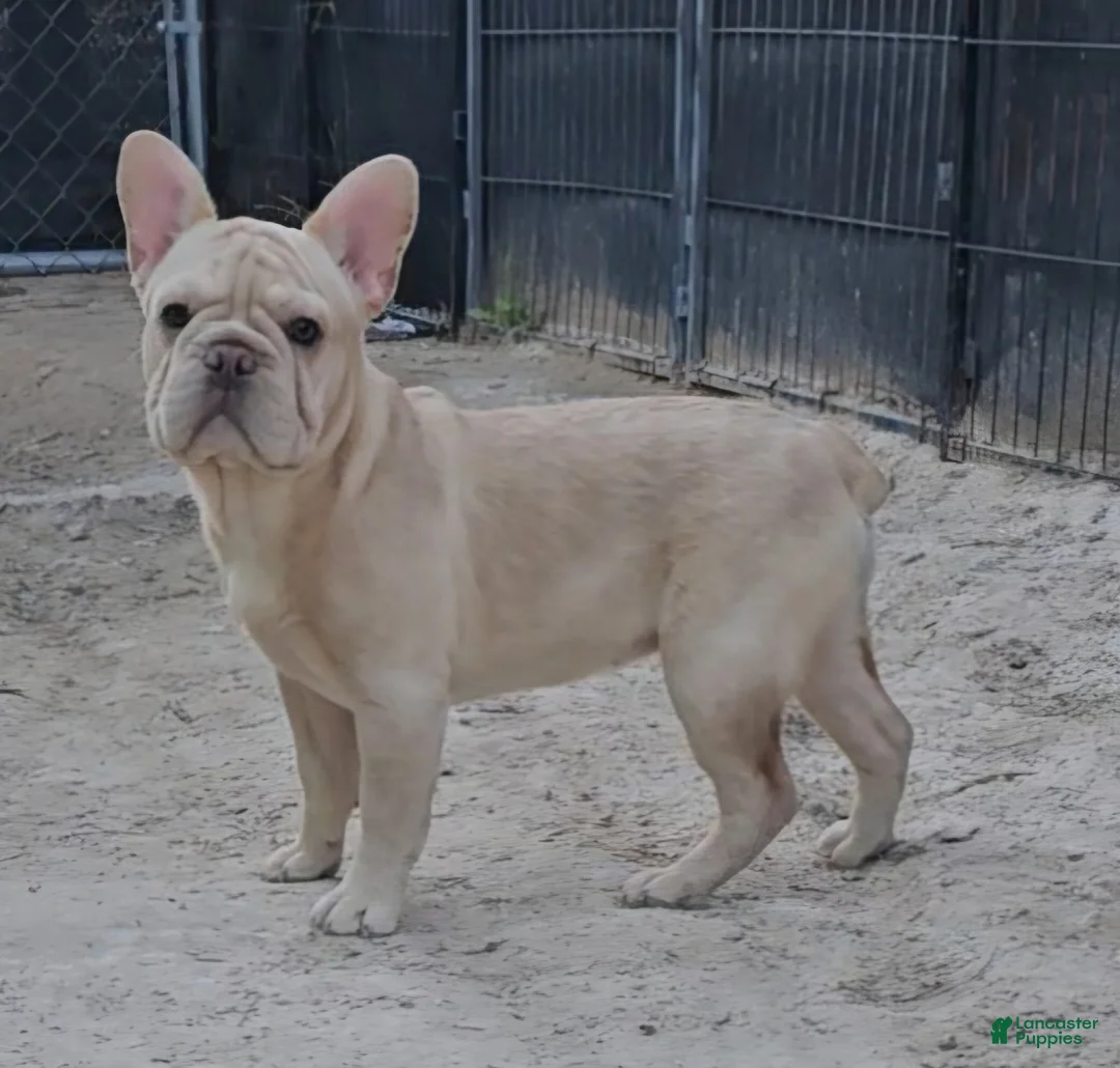French Bulldog dogs for sale: French Bulldog Puppy 2 - Ad 4