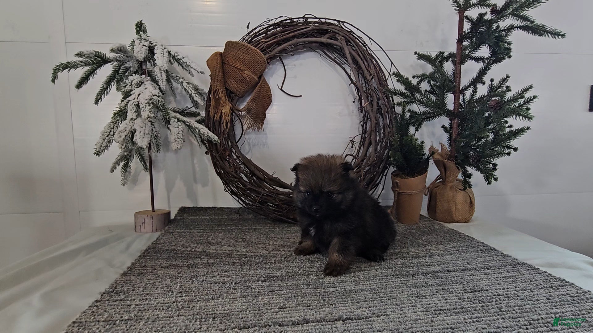 Pomeranian dogs Rolo - Ad 17