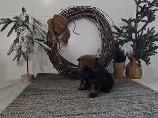 Pomeranian dogs Rolo - Ad 17