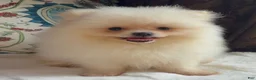 Pomeranian dogs for sale: Pomeranian Puppy Fluffy - Ad 2