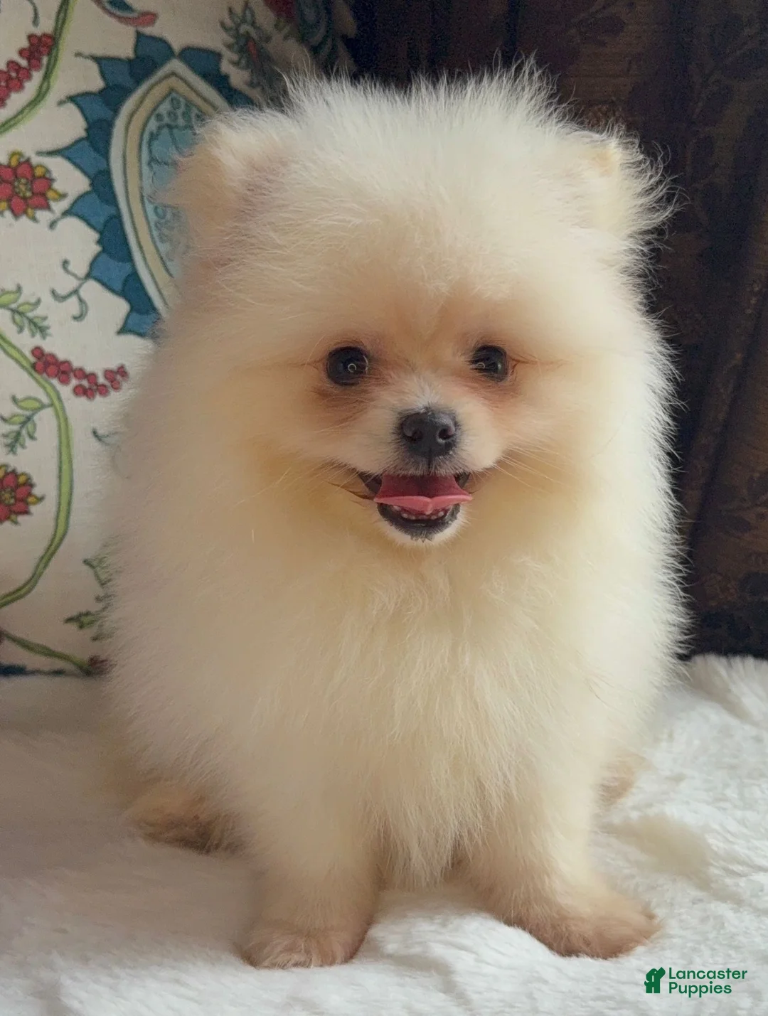Pomeranian dogs for sale: Pomeranian Puppy Fluffy - Ad 2