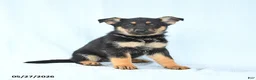 German Shepherd dogs for sale: Piper - Ad 4