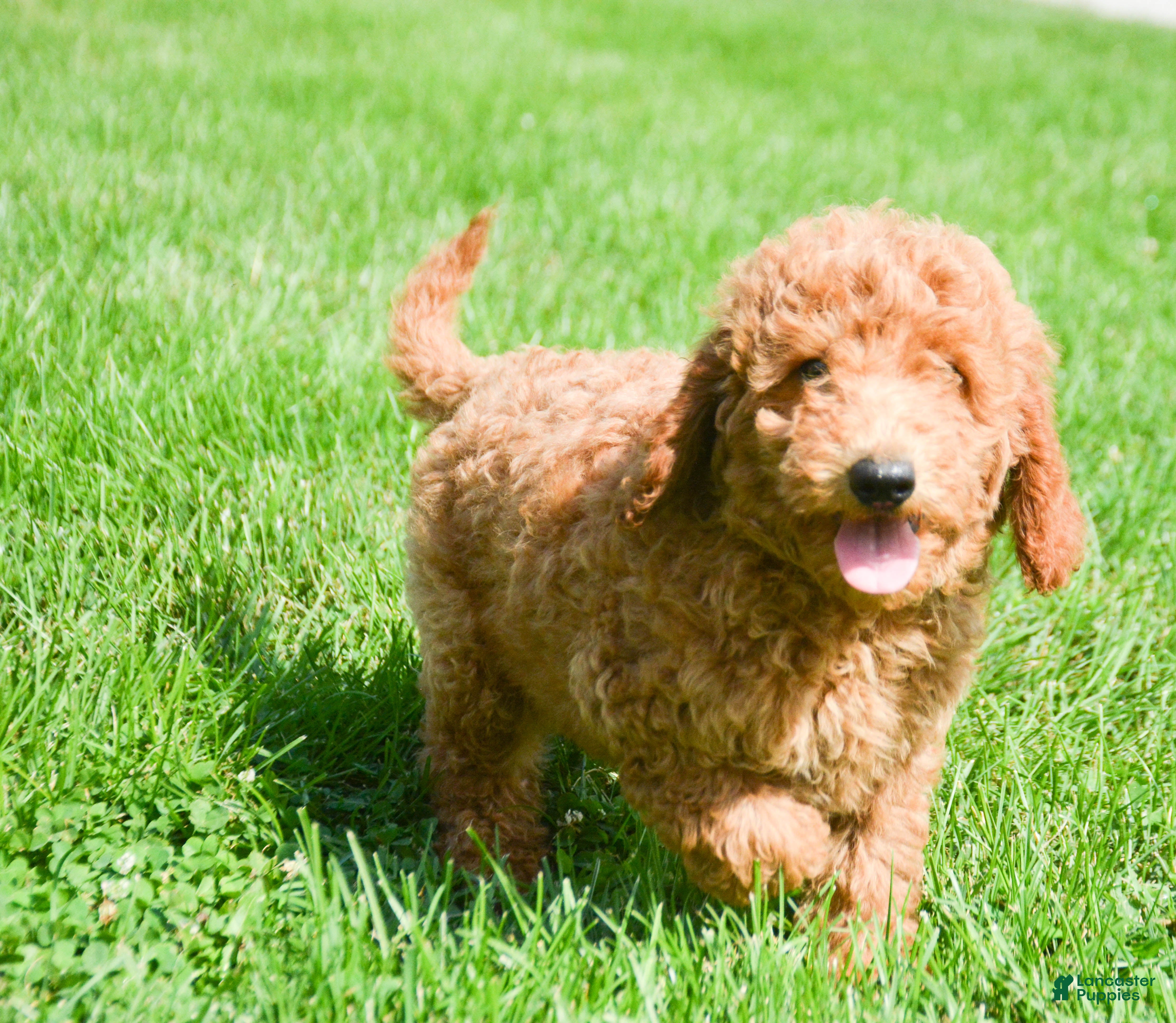 Mini Goldendoodle dogs Dani Mini Goldendoodle 5 - Ad 1