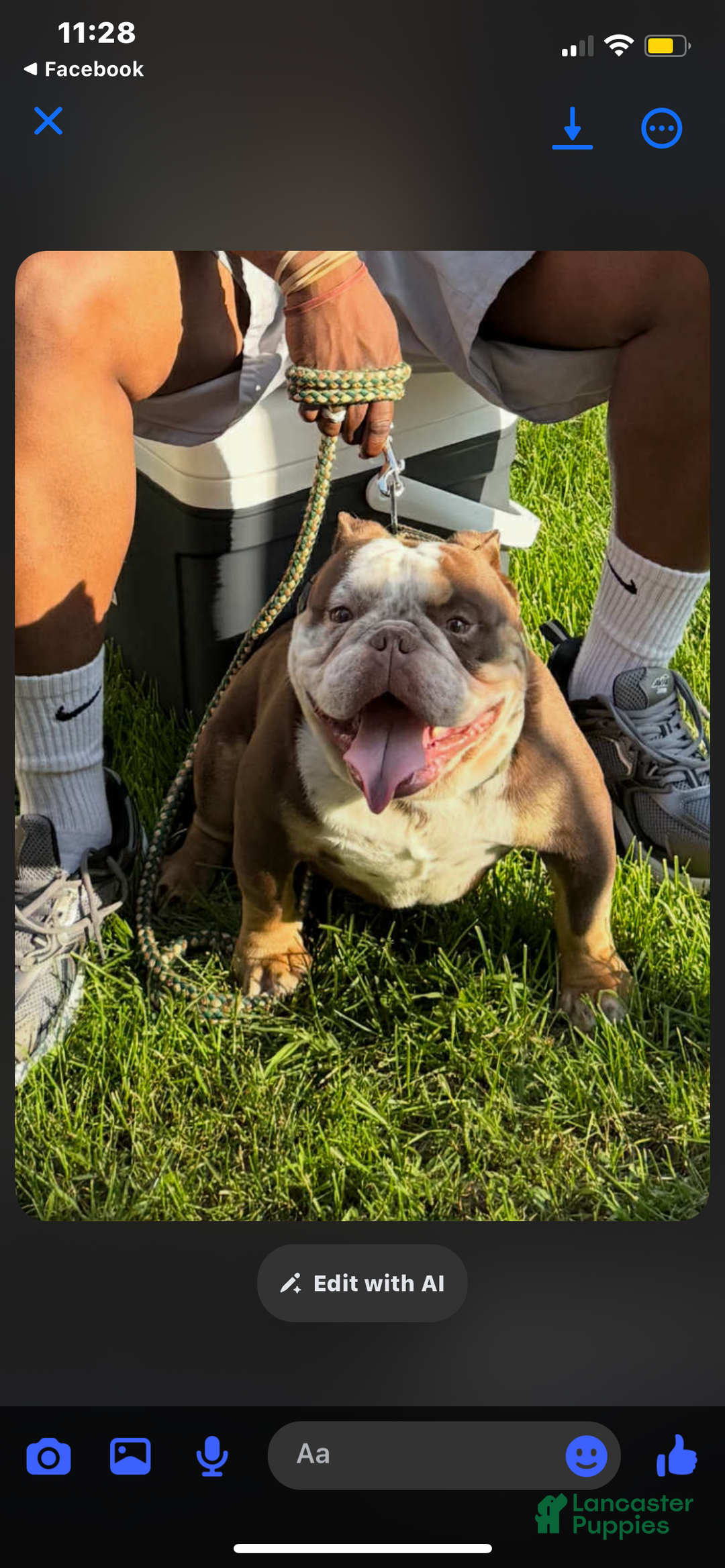 Mixed Breed dogs for sale: Mixed Breed Puppy 1 - Ad 2