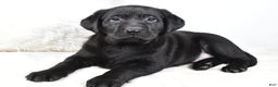 Labrador Retriever dogs for sale: Molly - Ad 6