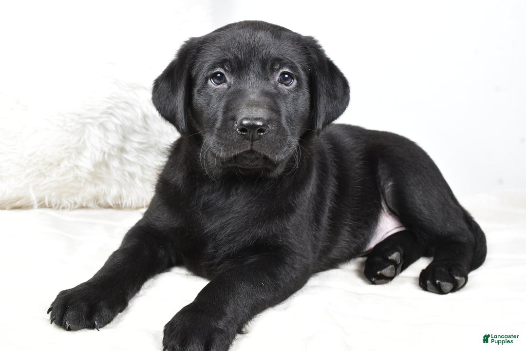 Labrador Retriever dogs for sale: Molly - Ad 6