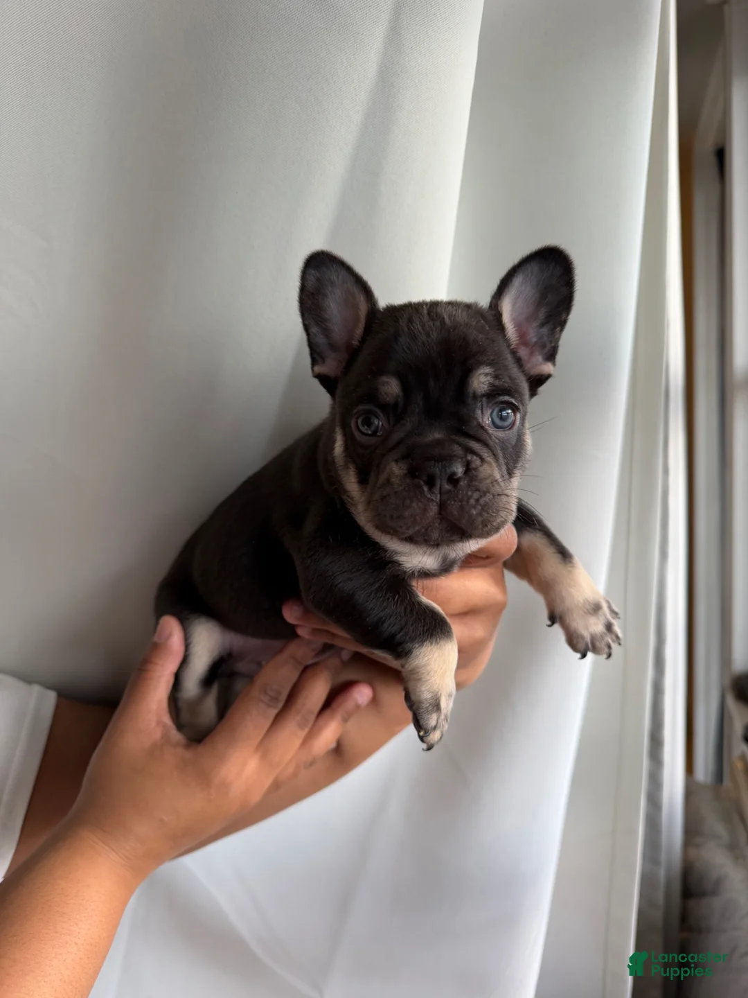 French Bulldog dogs for sale: French Bulldog Puppy 3 - Ad 1