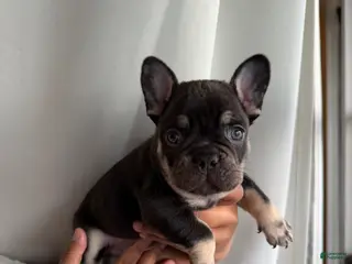 French Bulldog dogs French Bulldog Puppy 3 - Ad 26