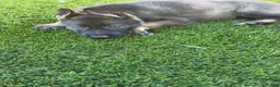 German Shepherd dogs for sale: German Shepherd 1 - Ad 4