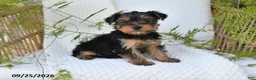 Yorkshire Terrier dogs for sale: Neo - Ad 4