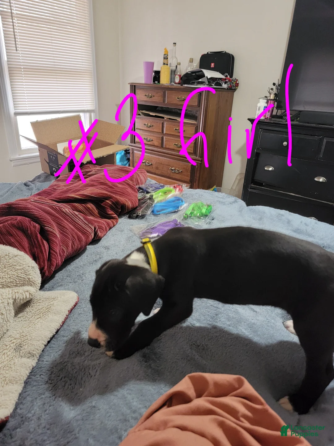 Great Dane dogs for sale: Great Dane Puppy 7 - Ad 2