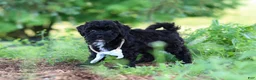 Havapoo dogs for sale: Riley - Ad 4