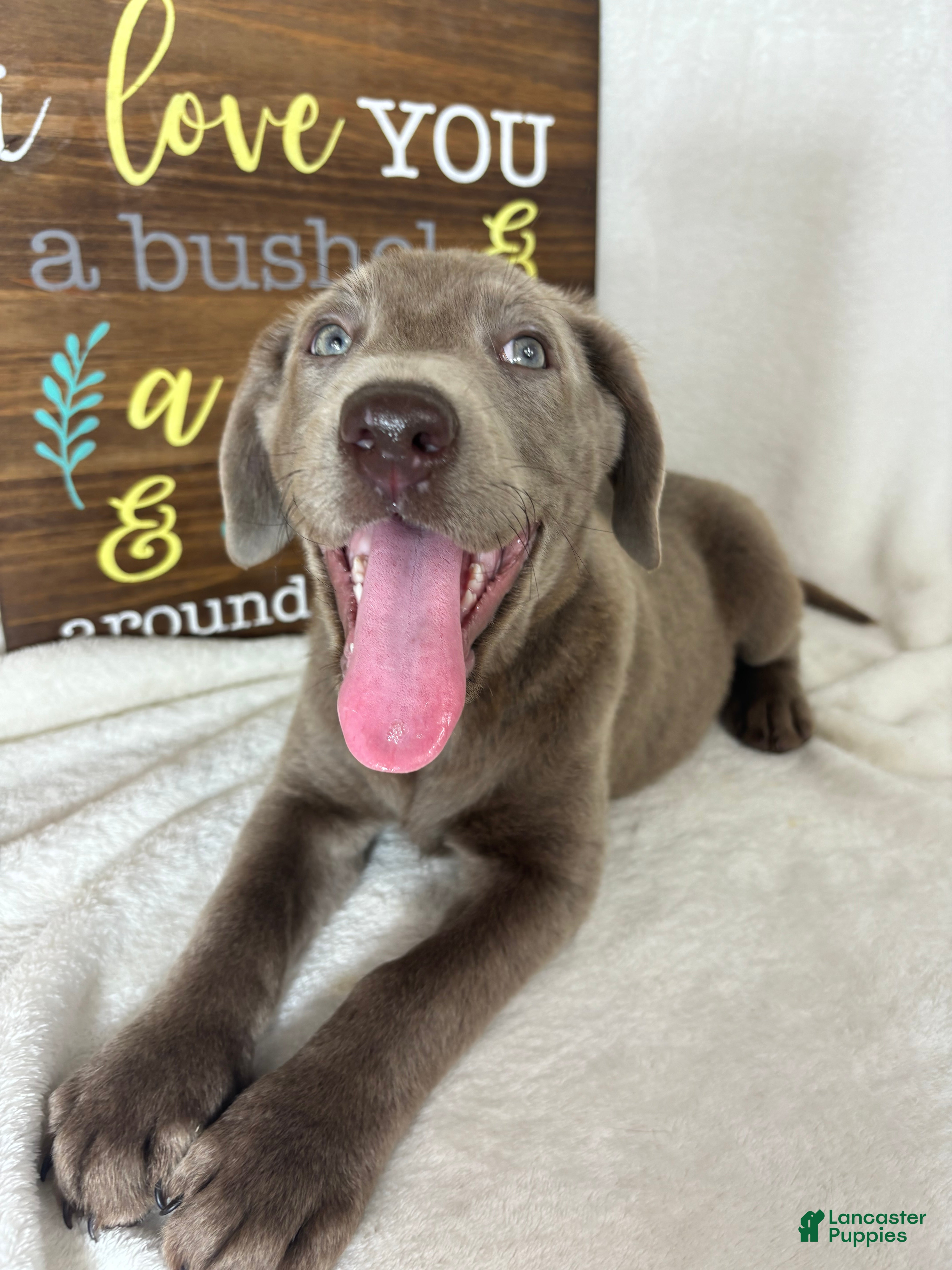 Labrador Retriever dogs Luna - Ad 11