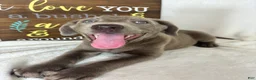 Labrador Retriever dogs for sale: Luna - Ad 1