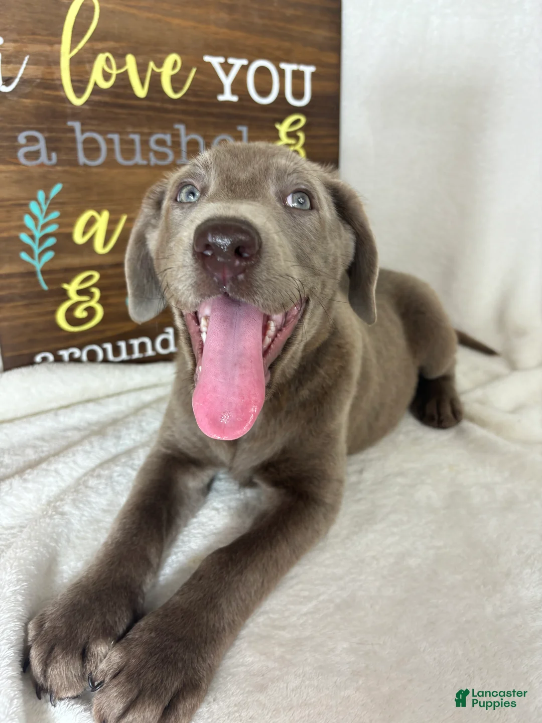 Labrador Retriever dogs for sale: Luna - Ad 1