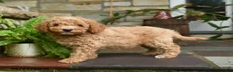 Mini Goldendoodle dogs for sale: Graham - Ad 3