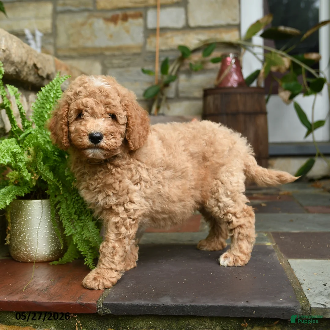 Mini Goldendoodle dogs for sale: Graham - Ad 3