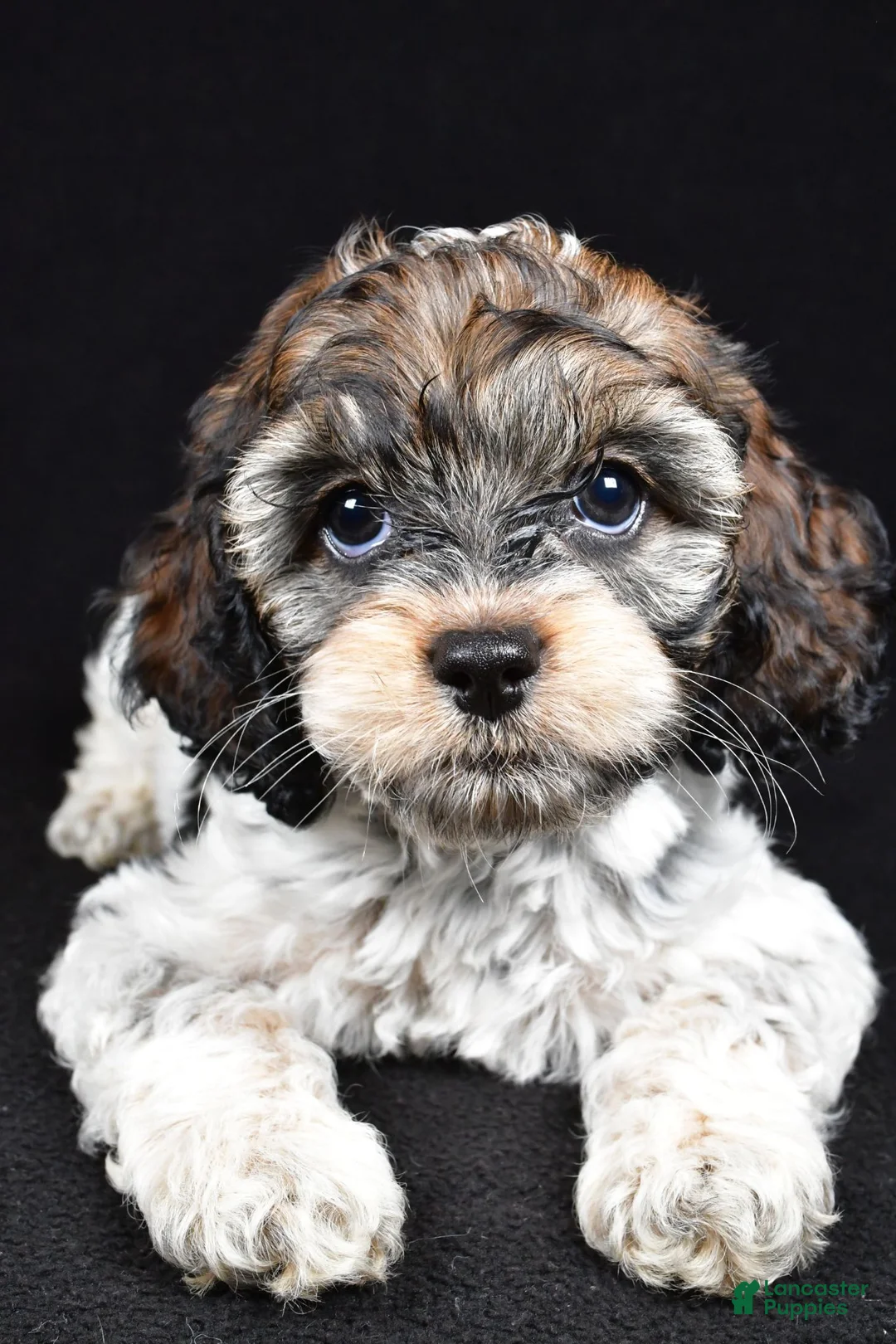Cockapoo dogs for sale: Harper - Ad 1