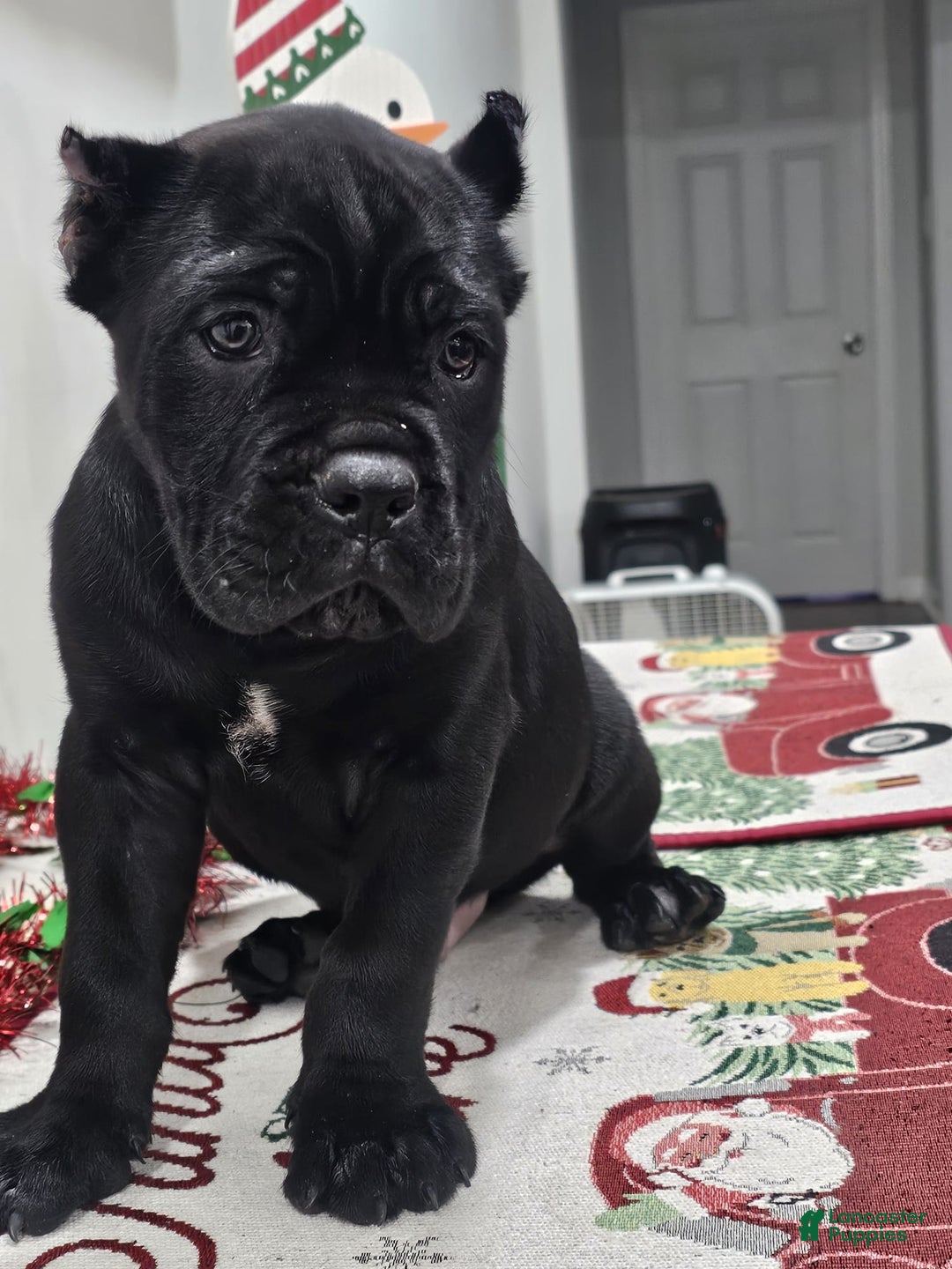 Cane Corso dogs for sale: ZEUS - Ad 7