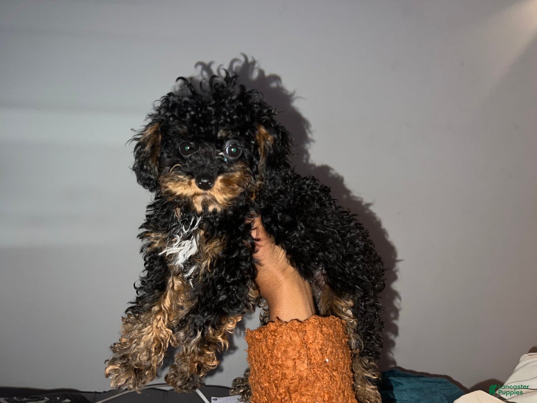 Toy Poodle dogs for sale: Toy Poodle Puppy 1 - Ad 3