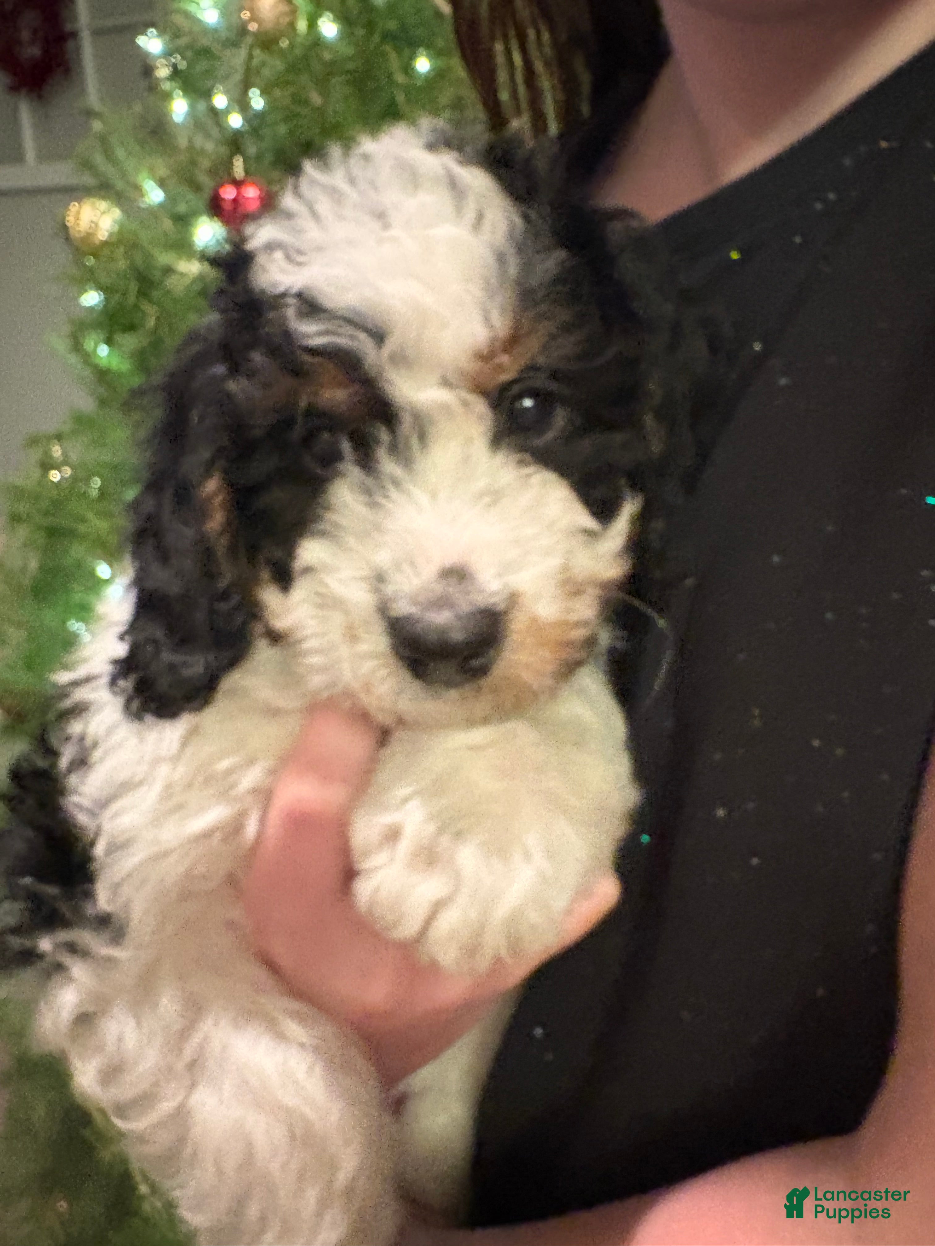 Mini Bernedoodle dogs Ivy - Ad 6