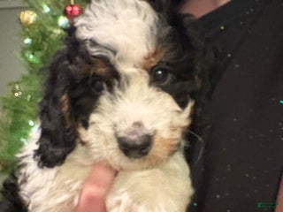 Mini Bernedoodle dogs Ivy - Ad 37