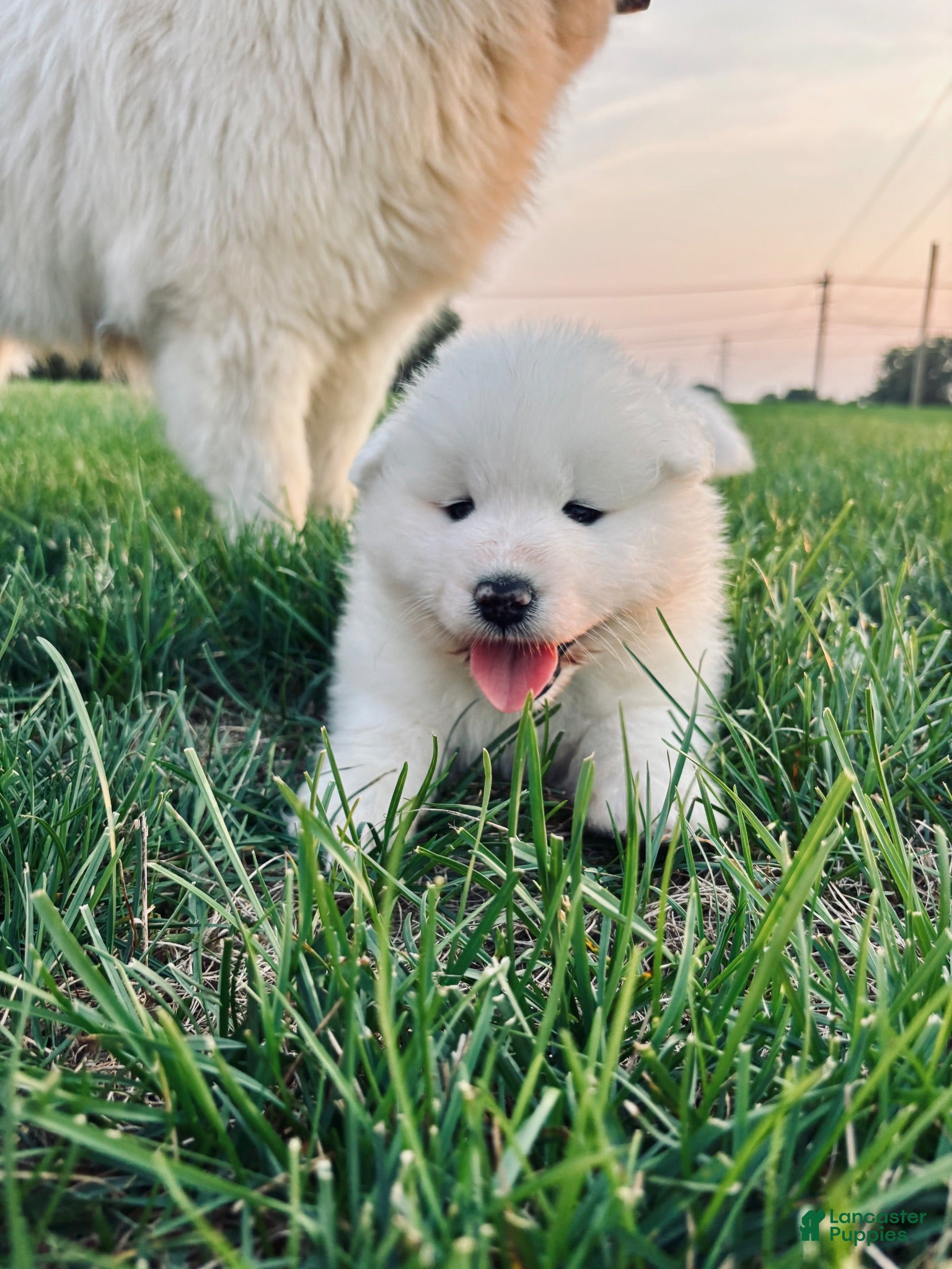 Samoyed dogs Maverick - Ad 2