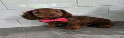 Miniature Dachshund dogs for sale: Butch - Ad 3