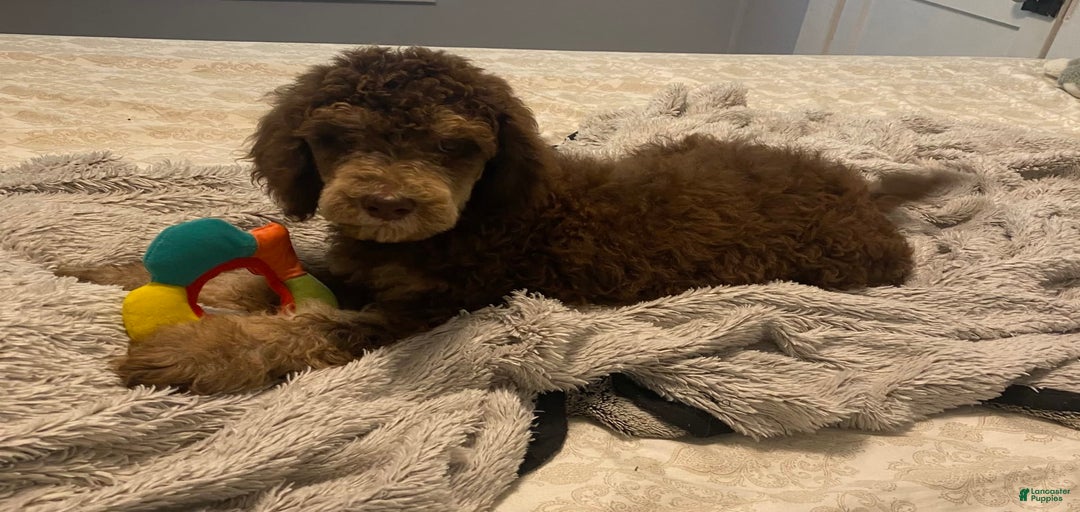 Gallery Image {{count}}